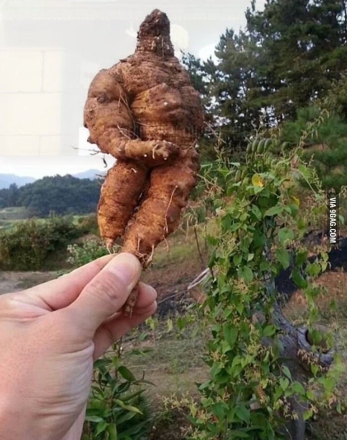 Root Man - 9GAG