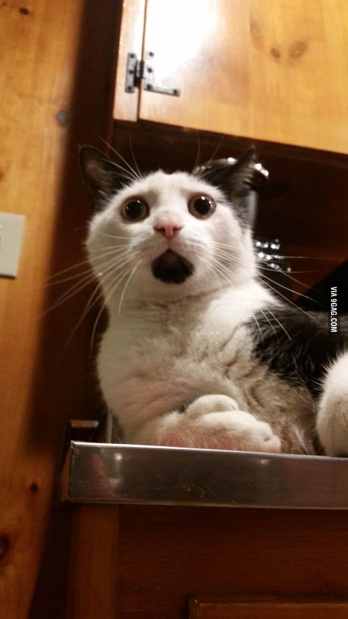 this-cat-has-a-black-chin-so-it-always-looks-surprised-9gag