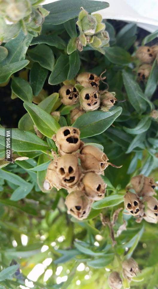 Dead snapdragon flowers look like weird skulls. - 9GAG