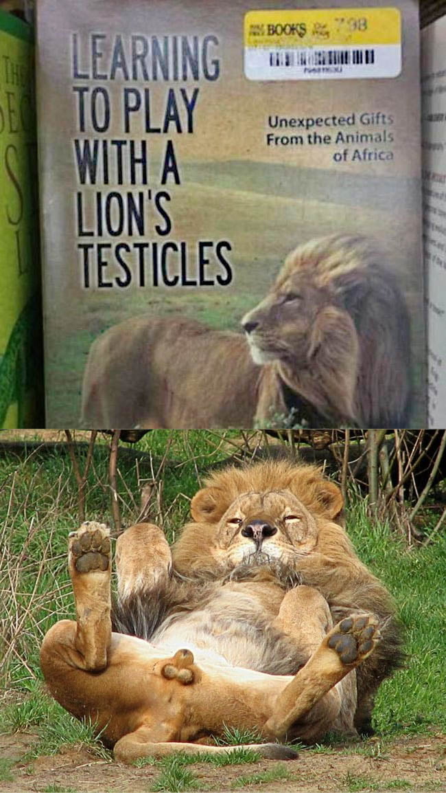 So... Watcha doin? Ah, nothing special, just lion around. With his