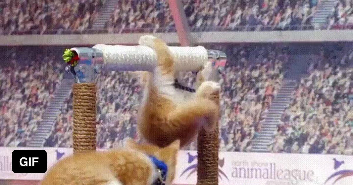 Kitten Olympics 9GAG