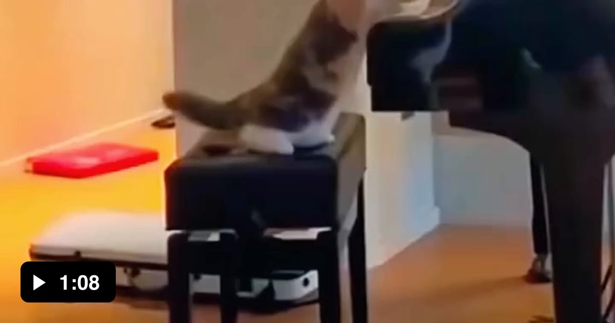 Musical Cattos - 9GAG