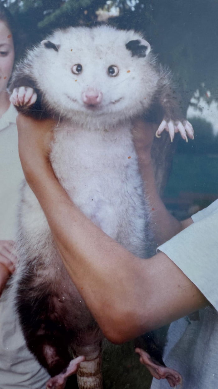 Just taking the emotional support possum for a walk. - 9GAG