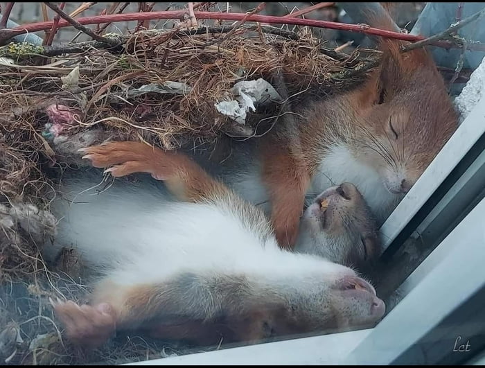 sleeping-squirrels-in-their-nest-on-someones-window-ledge-9gag