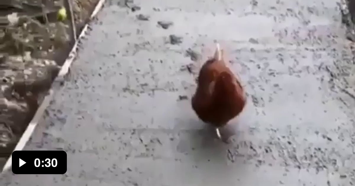 Chicken on concrete! 9GAG
