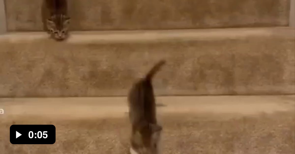 There are 2 types of cats those who take their time and 9gag