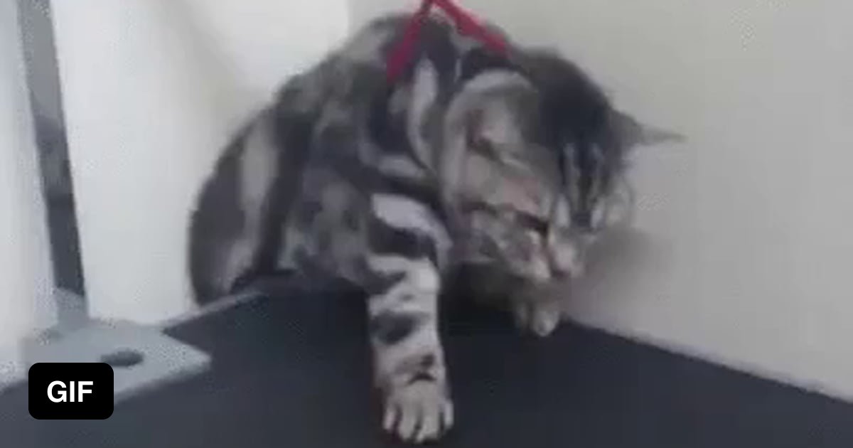 A cat being an escape artist 9GAG