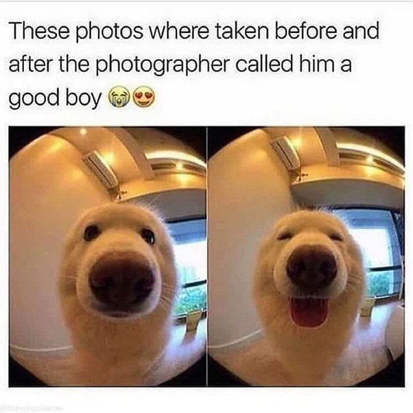 Who's good boy? - 9GAG