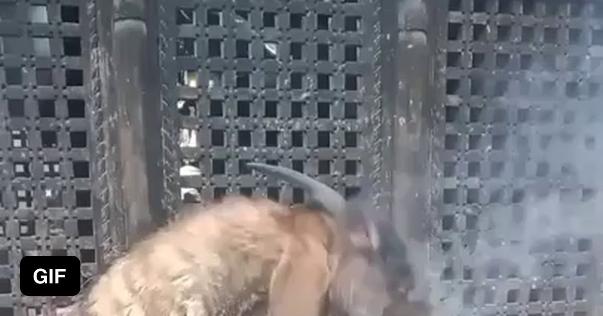 Goats Getting High Goat getting high in Nepal. - 9GAG
