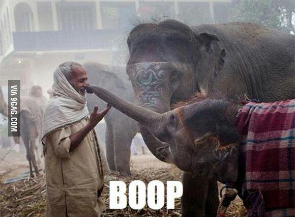 Boop Got Your Nose 9gag