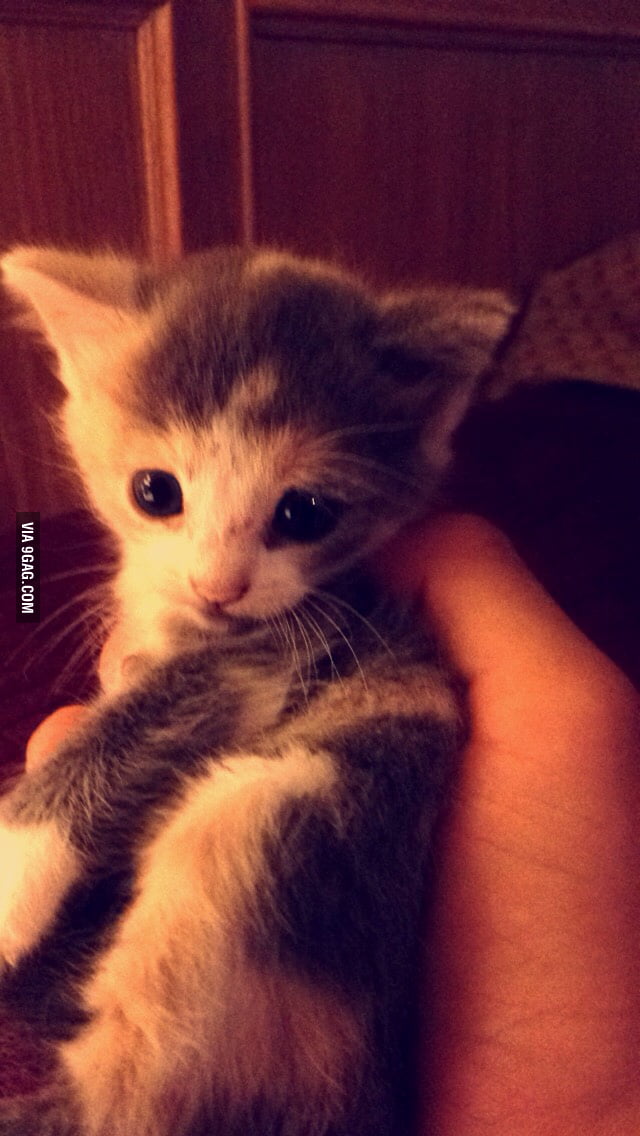 I found this little guy eating out of my trash can :) - 9GAG