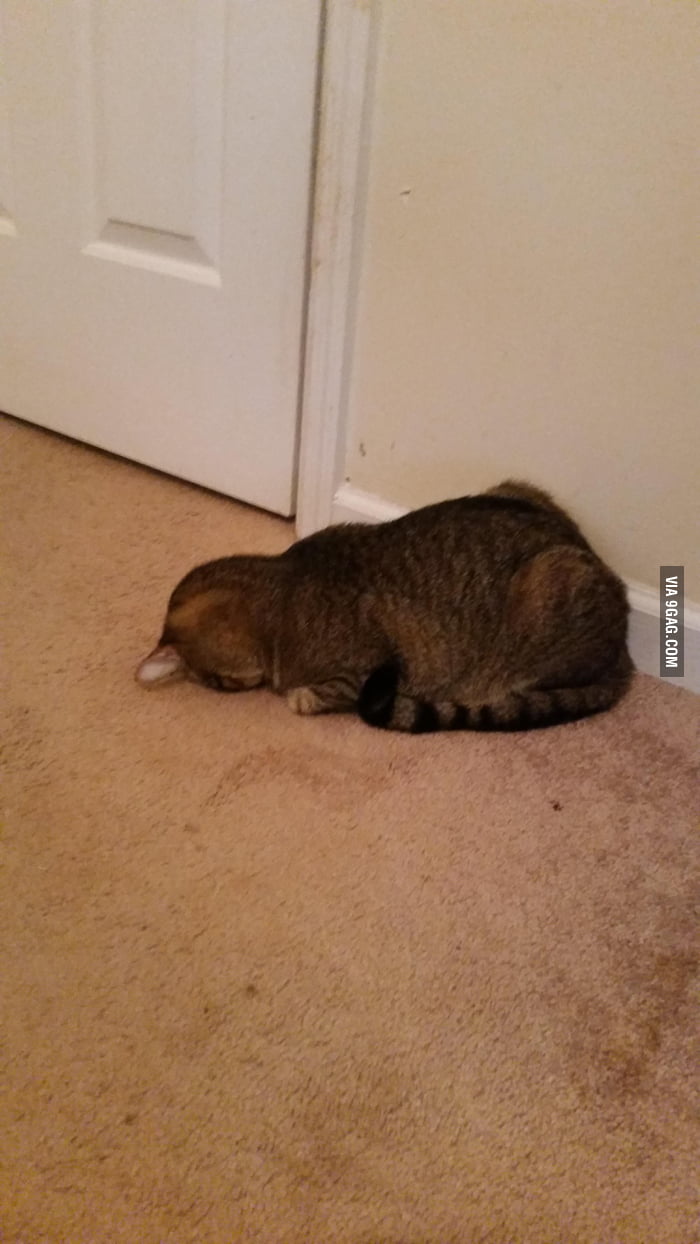 This is how my cat sleeps. - 9GAG