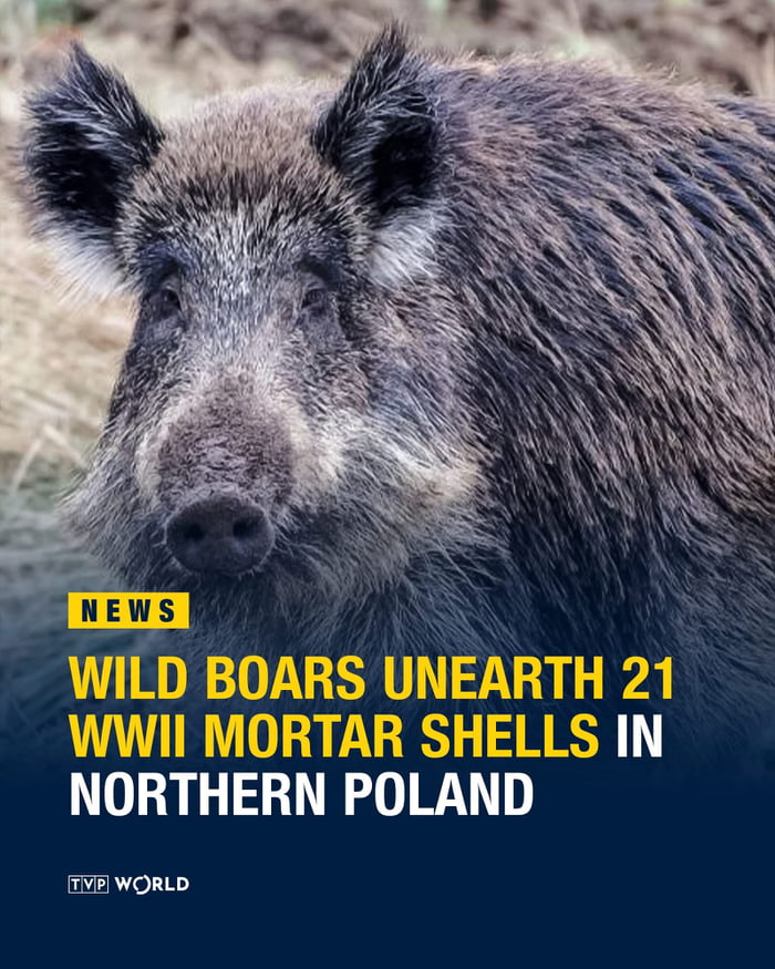 Wild boars 9GAG