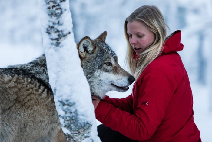 Norwegian wolf comforted - 9GAG