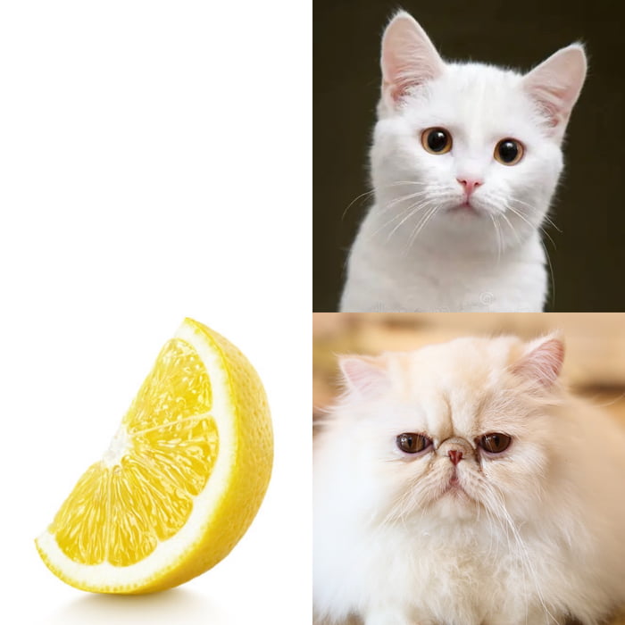 Lemoncat - 9GAG