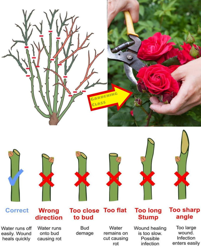 A cool guide on how to prune roses properly 9gag