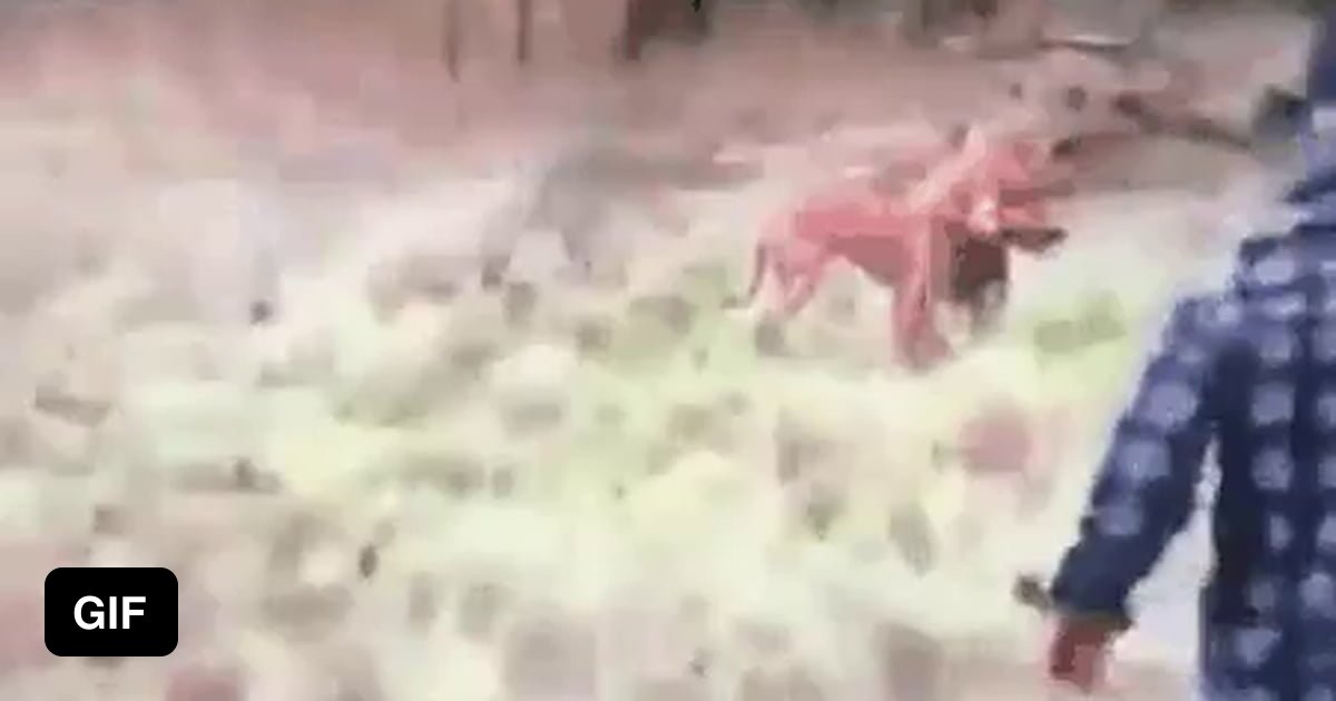 Best way to saving your dog from a kangaroo choke 9GAG