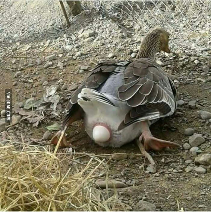 ever-seen-a-duck-lay-an-egg-now-you-have-9gag