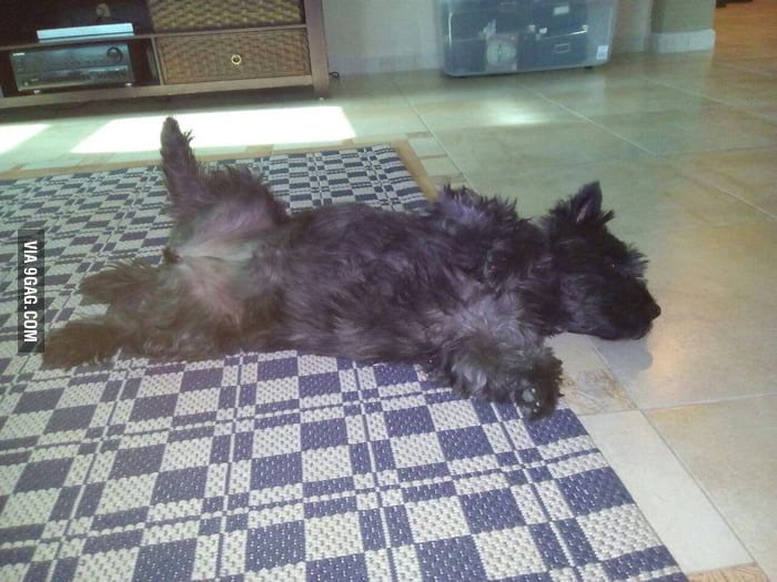 My dog has eaten herself into a food comoa 9GAG