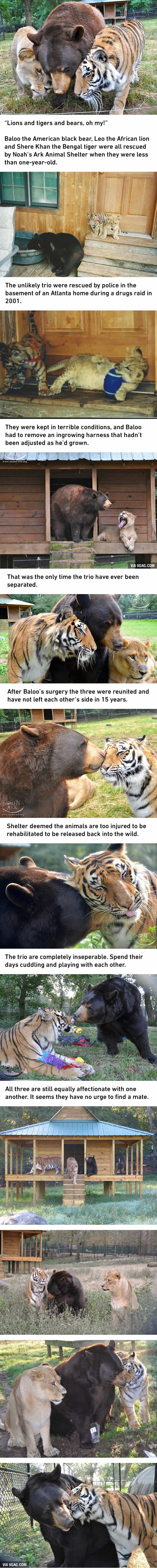 Tiger, Lion And Bear, Oh My! The Unlikely Trio Are Best Friends For 15 Years