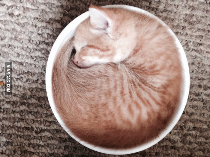 My kitten has been sleeping in a bowl to keep cool - 9GAG