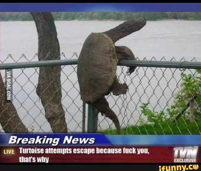 Turtle escapes - 9GAG