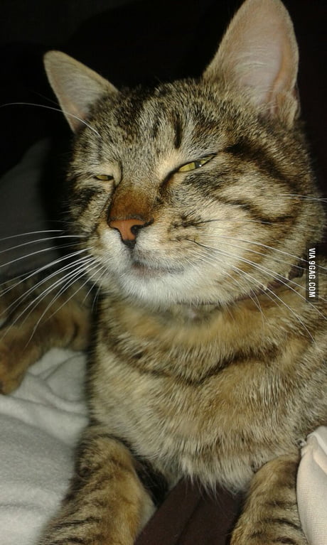 Suspicious cat xD , 9GAG