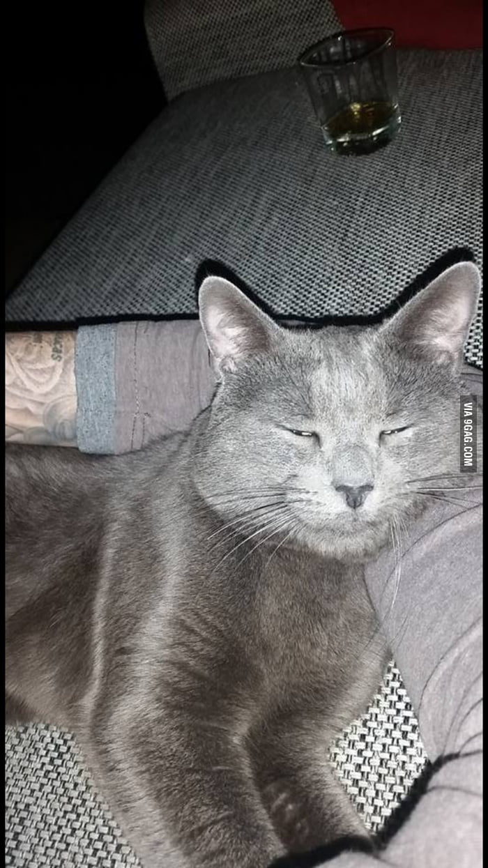 Happy stoner cat meme. - 9GAG