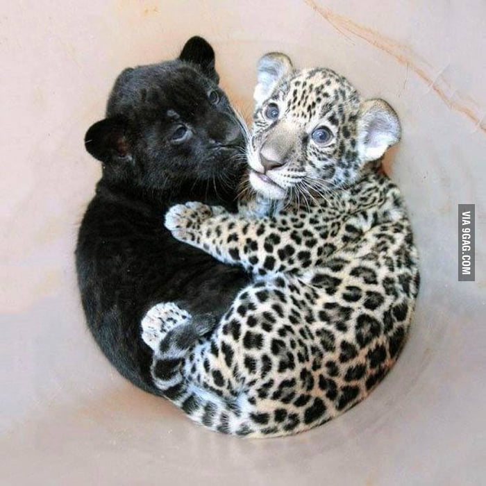 Baby black tiger. - 9GAG