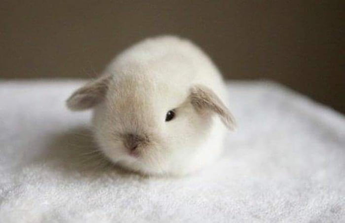 Smol baby bunny loafing around - 9GAG