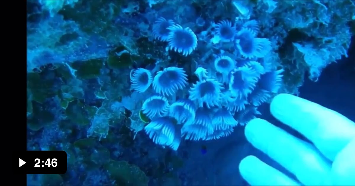 Divers Record A US Navy Ship Using Active Sonar In The Bahamas Real Sonar Sounds Very Different 