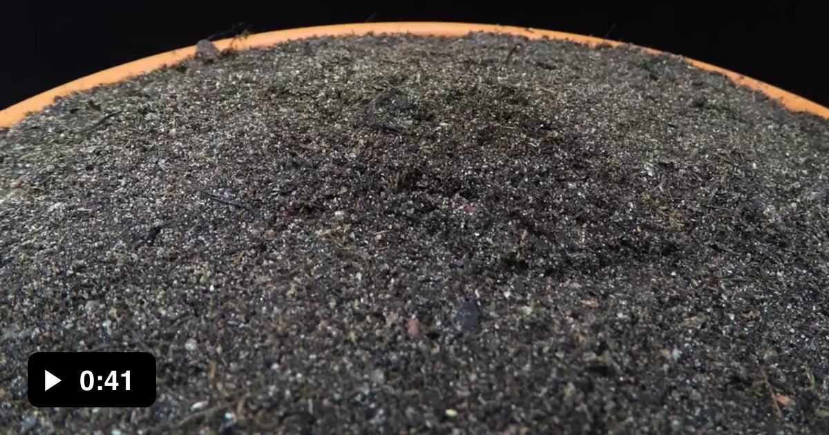 Growing bell Pepper seed time lapse 9GAG