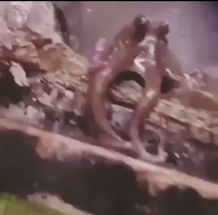 An octopus is one of the most intelligent creatures on the planet. Here's one copying a wave 'hello'.
