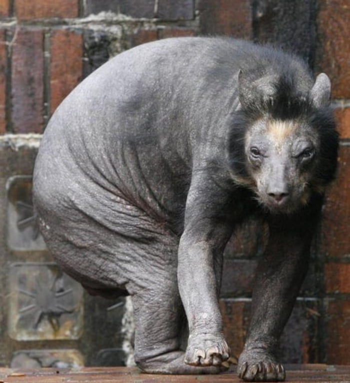 What A Bear Without Fur Looks Like - 9GAG