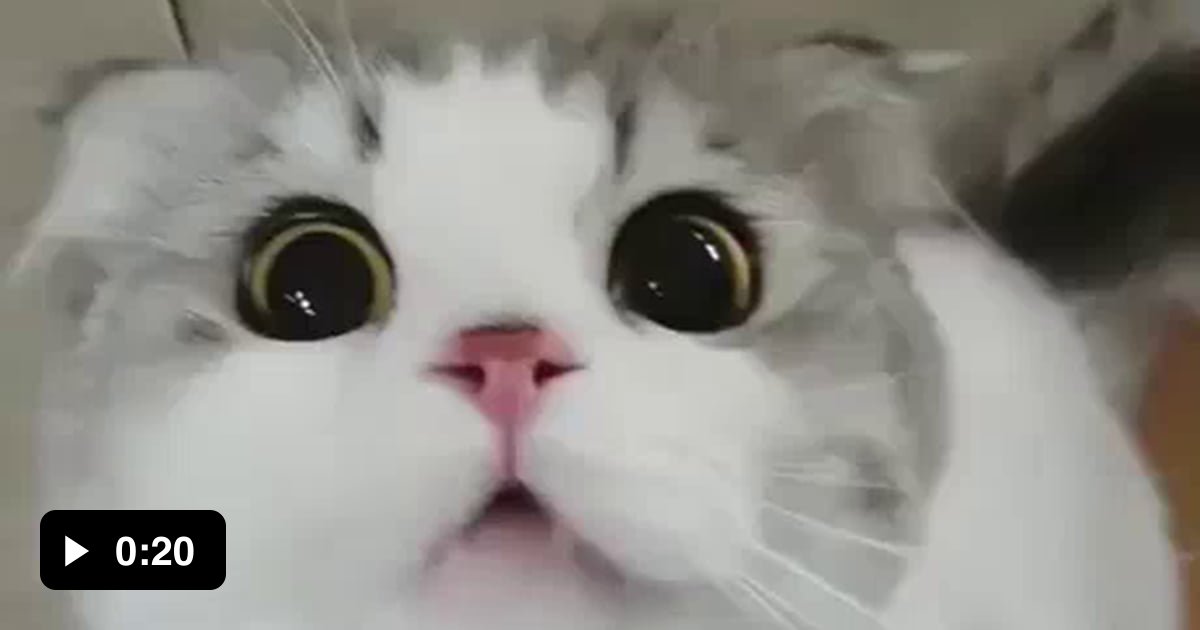 This weird dog has a weird hiccups 9GAG