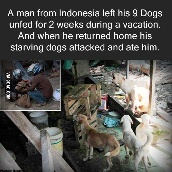 Is it really that hard to have someone look after your dogs for you? 9GAG