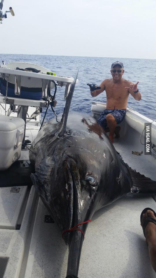 Man catches huge Marlin that weights 1,368 pounds! 9GAG