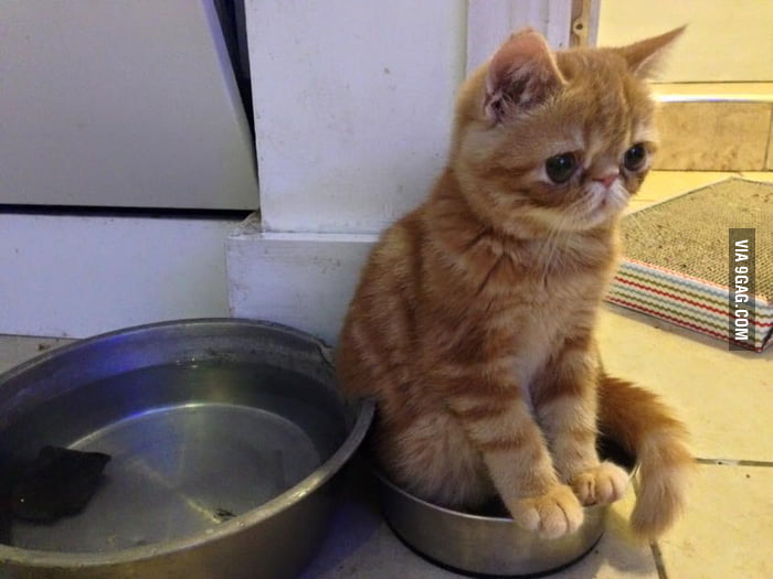My friend's been looking after this exotic shorthair. Meet ...