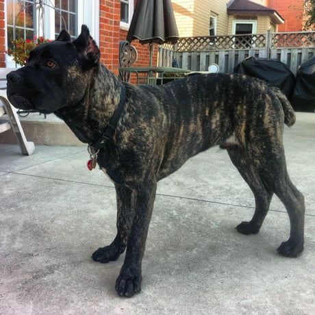 Cane Corso 4 Months 9gag