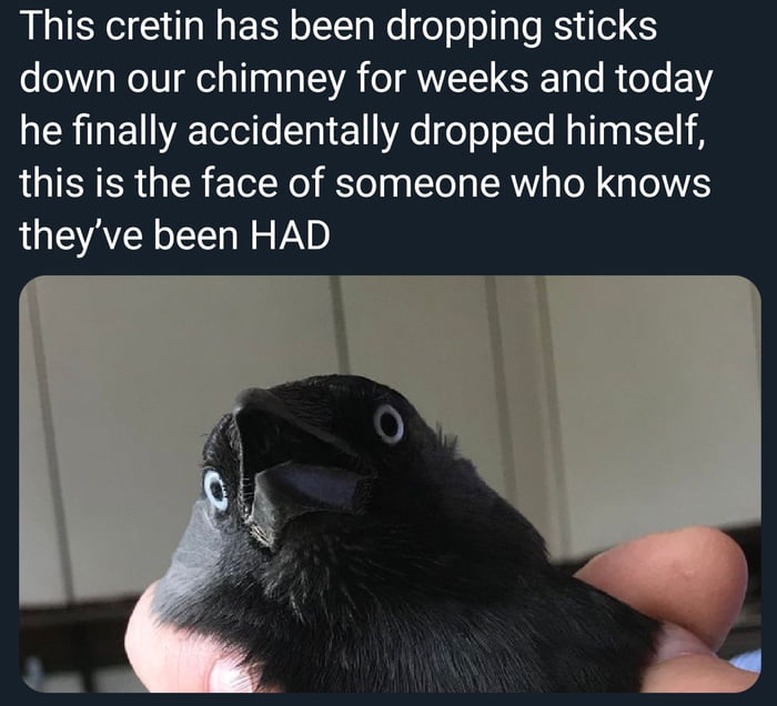 The Crow of Judgement - 9GAG