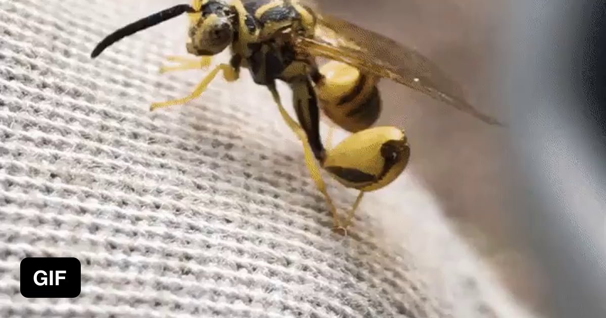 Wasp Landed On Me Meaning