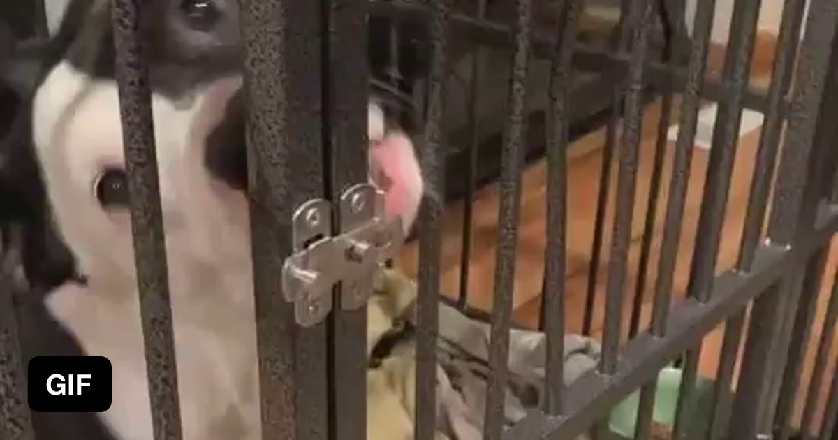 Dog opens up door 9GAG