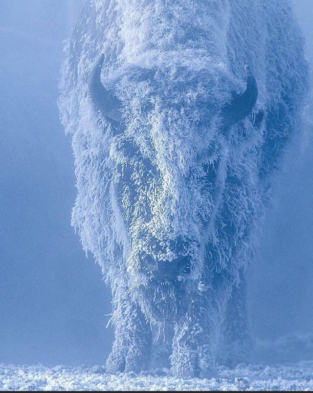 This Bison that looks like a Colossus covered in snow - 9GAG