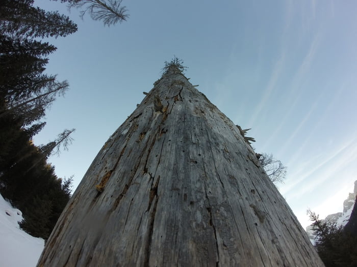 Tall Tree Bolzano Italy 9GAG Tall Tree Bolzano Italy 9GAG
