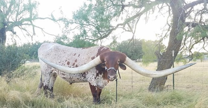 Texas Longhorn Named Bucklehead Breaks The World Record For The Longest ...