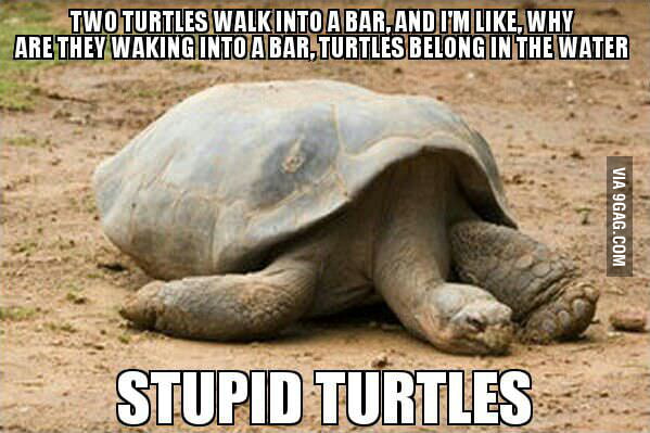 Stupid turtles - 9GAG