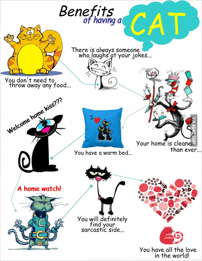 Benefits Of Having A Cat 9GAG