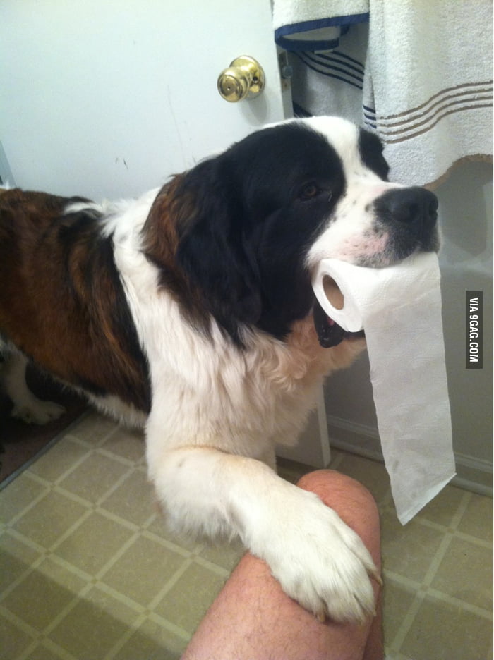 Oh your dog guards you while poop? That's cute. 9GAG
