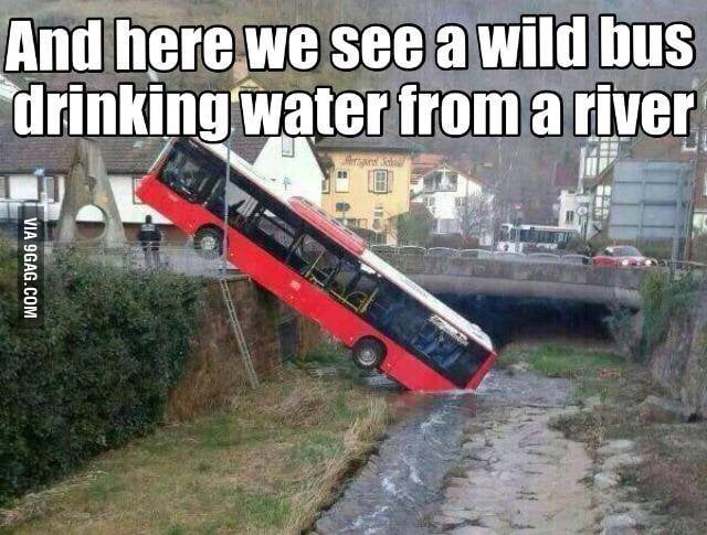 And Here We See A Wild Bus Drinking Water From A River 9gag