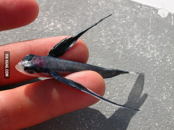 Baby Flying Fish 9GAG